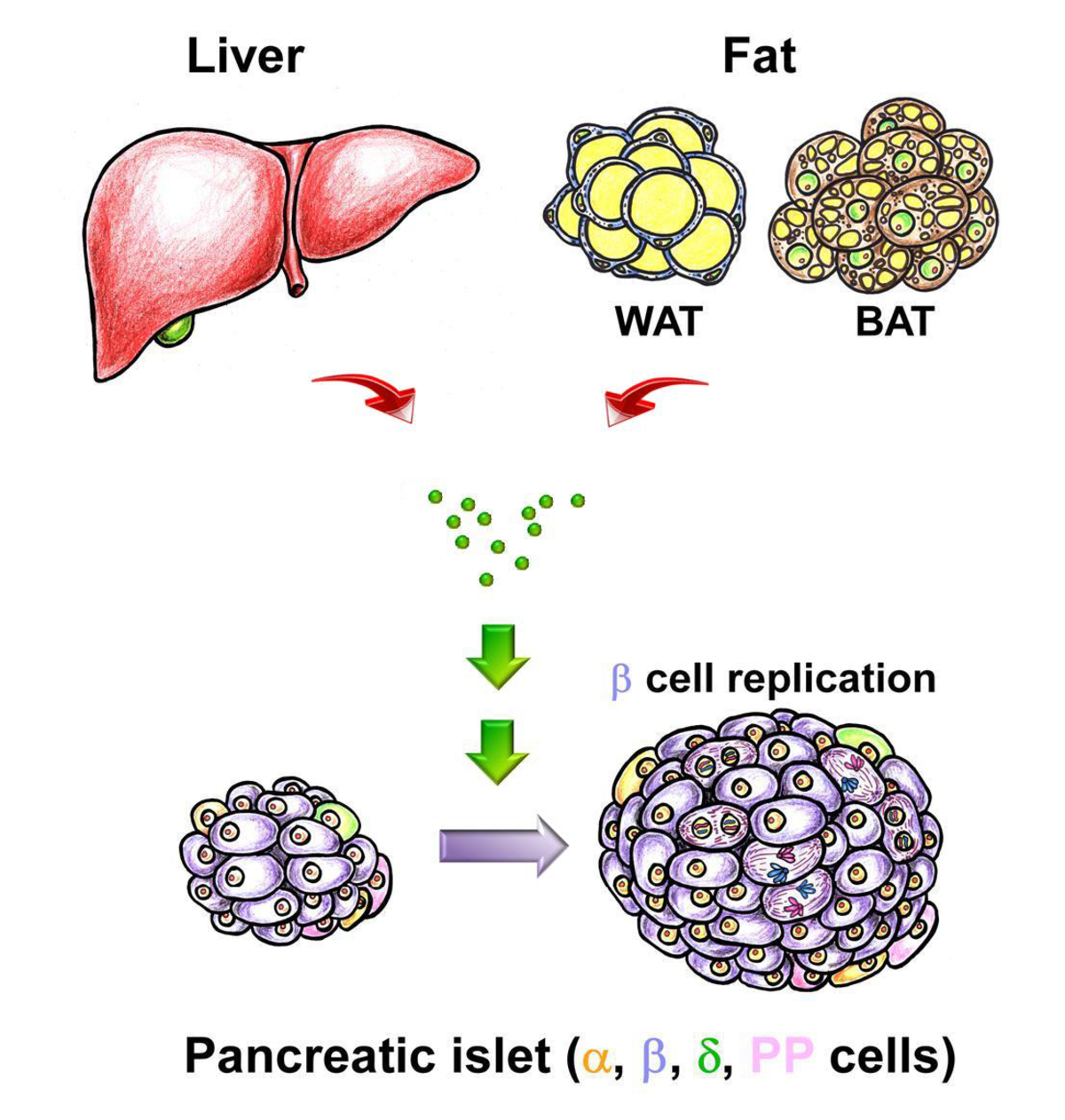 Diagram showing signals from liver and fat promoting pancreatic beta-cell replication